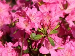 Japanische Azalee 'Kirstin' 14 Japanische Azalee 'Kirstin' -Edelrosen Geschaft japanische azalee kirstin m004124 w 3