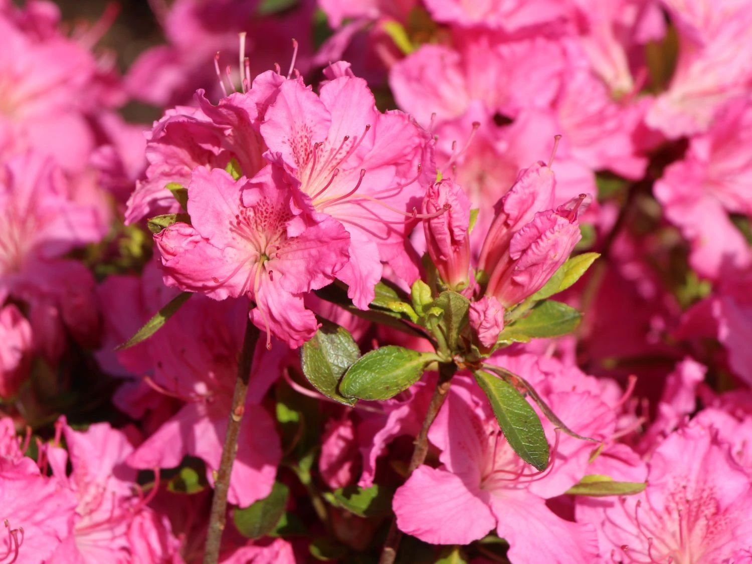 Japanische Azalee 'Kirstin' 5 Japanische Azalee 'Kirstin' – Bild 5