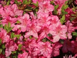 Japanische Azalee 'Kirstin' 17 Japanische Azalee 'Kirstin' -Edelrosen Geschaft japanische azalee kirstin m004124 w 4