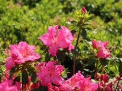 Japanische Azalee 'Kirstin' 19 Japanische Azalee 'Kirstin' -Edelrosen Geschaft japanische azalee kirstin m004124 w 5