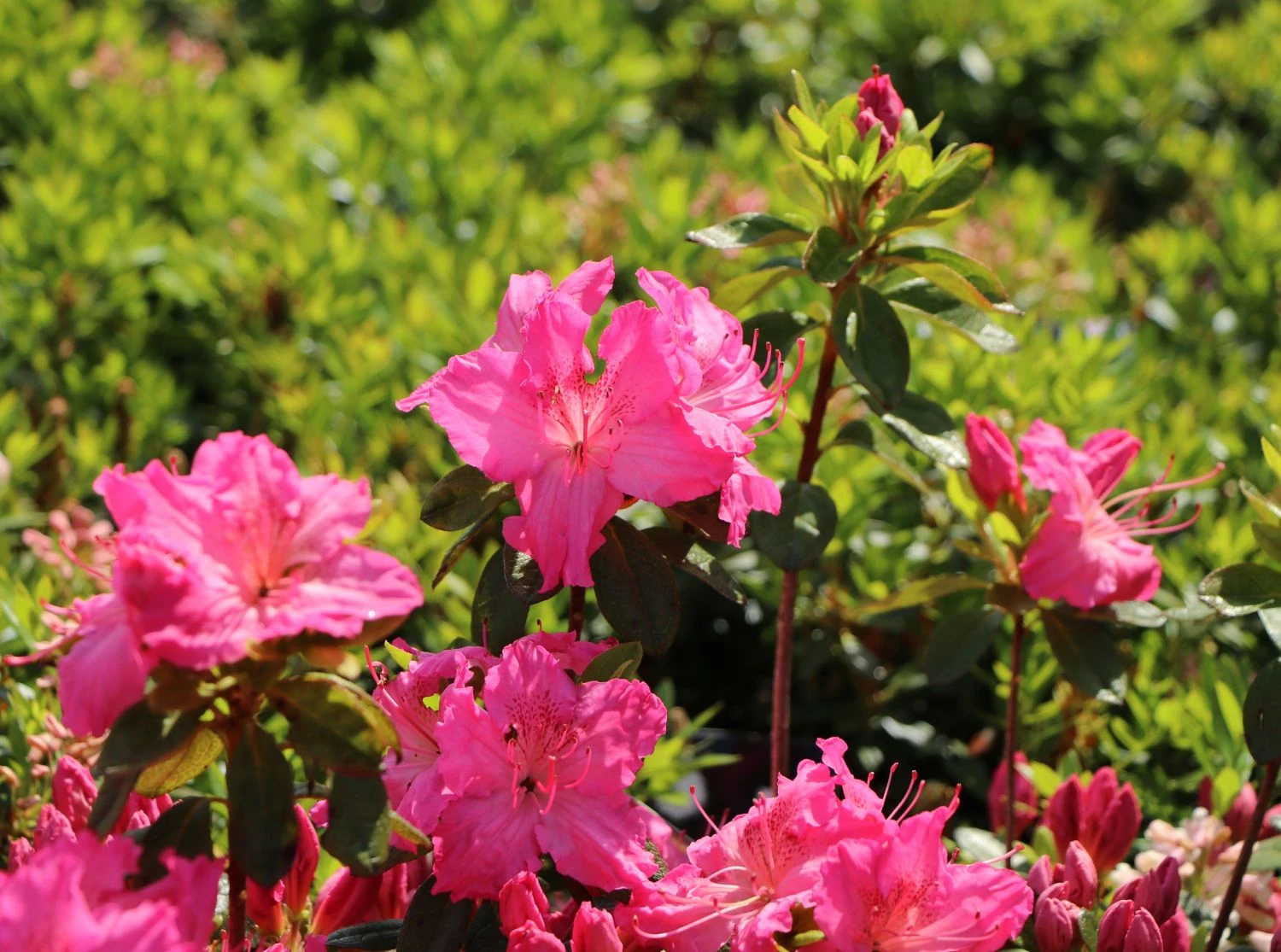 Japanische Azalee 'Kirstin' 10 Japanische Azalee 'Kirstin' – Bild 10