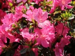 Japanische Azalee 'Kirstin' 15 Japanische Azalee 'Kirstin' -Edelrosen Geschaft japanische azalee kirstin m004124 w 6