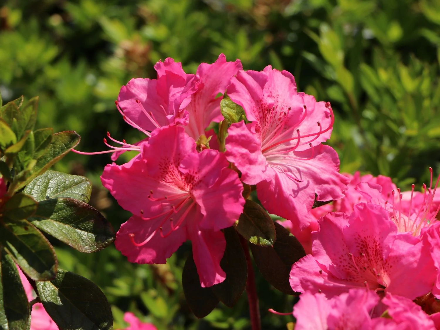 Japanische Azalee 'Kirstin' 7 Japanische Azalee 'Kirstin' – Bild 7