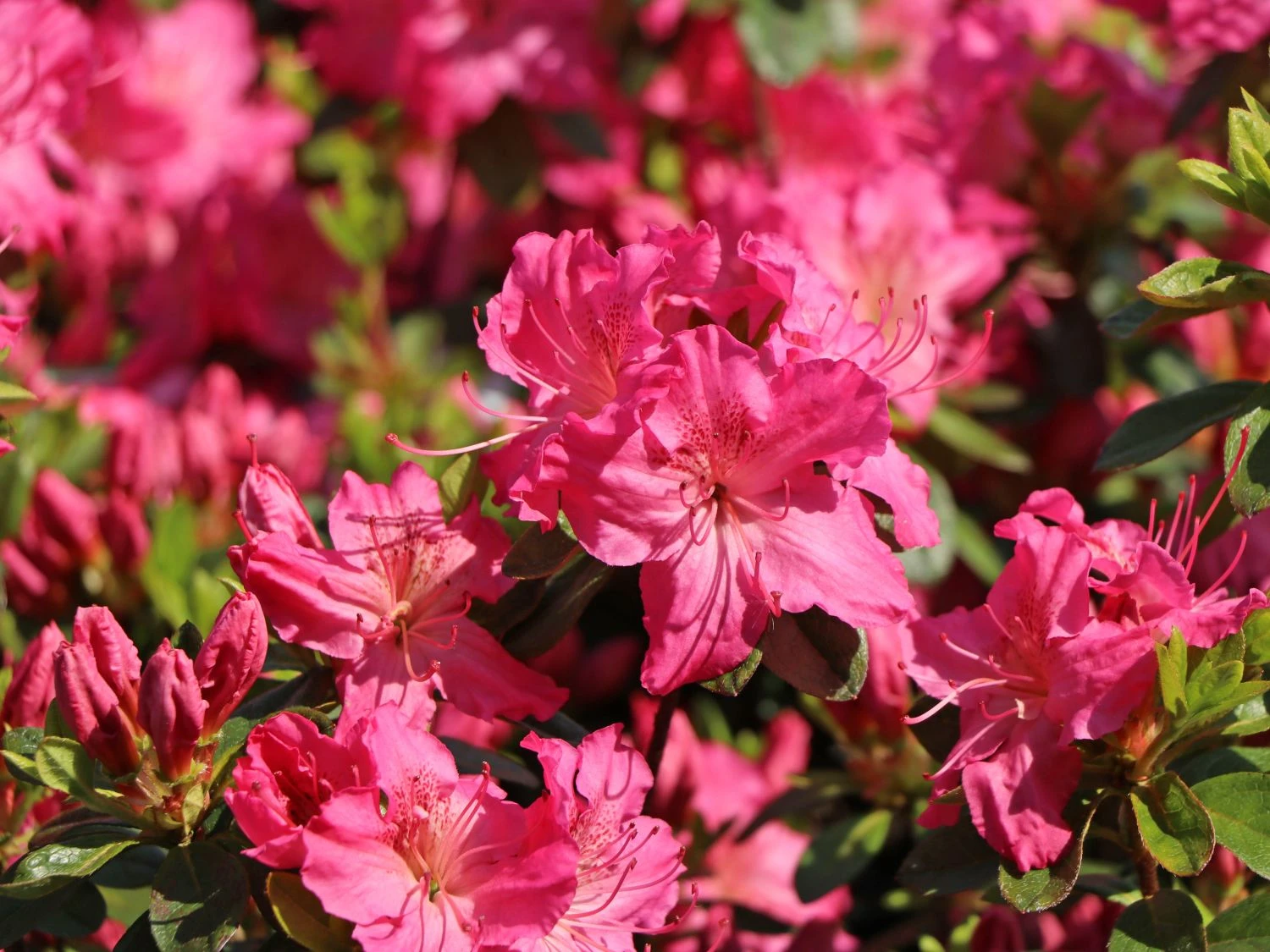 Japanische Azalee 'Kirstin' 3 Japanische Azalee 'Kirstin' – Bild 3