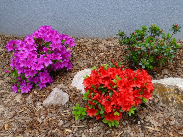 Japanische Azalee 'Königstein' 12 Japanische Azalee 'Königstein' – Bild 12