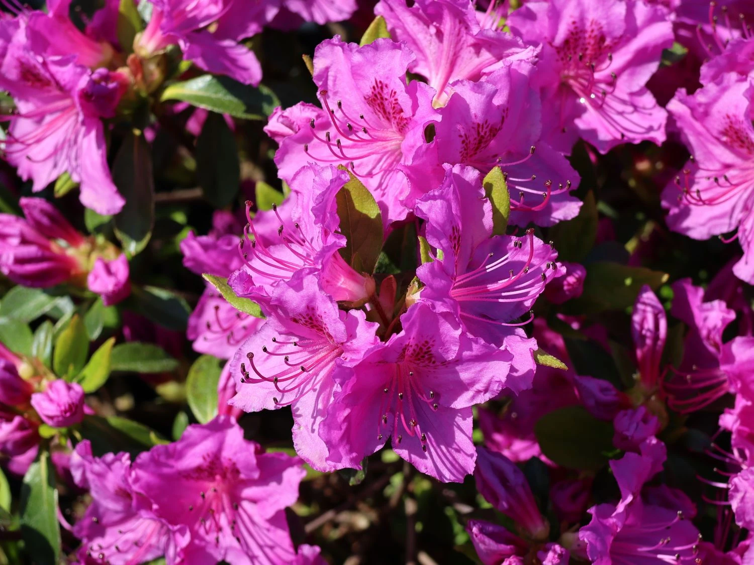 Japanische Azalee 'Königstein' 7 Japanische Azalee 'Königstein' – Bild 7