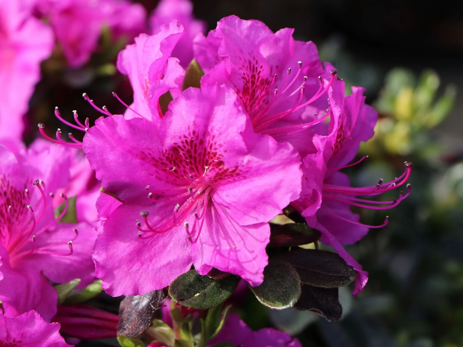 Japanische Azalee 'Königstein' 8 Japanische Azalee 'Königstein' – Bild 8