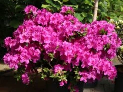 Japanische Azalee 'Königstein' 22 Japanische Azalee 'Königstein' -Edelrosen Geschaft japanische azalee koenigstein m006898 w 4