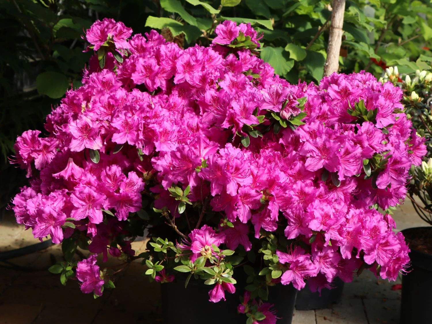 Japanische Azalee 'Königstein' 11 Japanische Azalee 'Königstein' – Bild 11