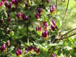 Japanische Azalee 'Königstein' 20 Japanische Azalee 'Königstein' -Edelrosen Geschaft japanische azalee koenigstein m006898 w 5