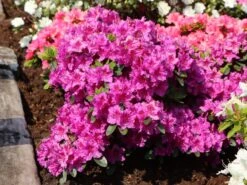 Japanische Azalee 'Königstein' 17 Japanische Azalee 'Königstein' -Edelrosen Geschaft japanische azalee koenigstein m006898 w 6