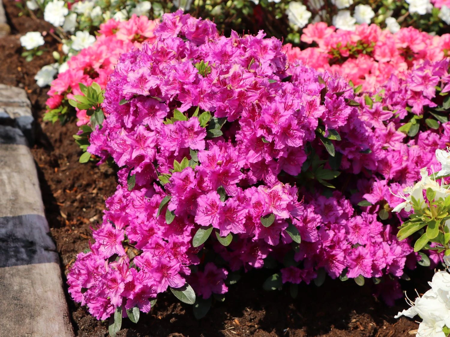 Japanische Azalee 'Königstein' 6 Japanische Azalee 'Königstein' – Bild 6