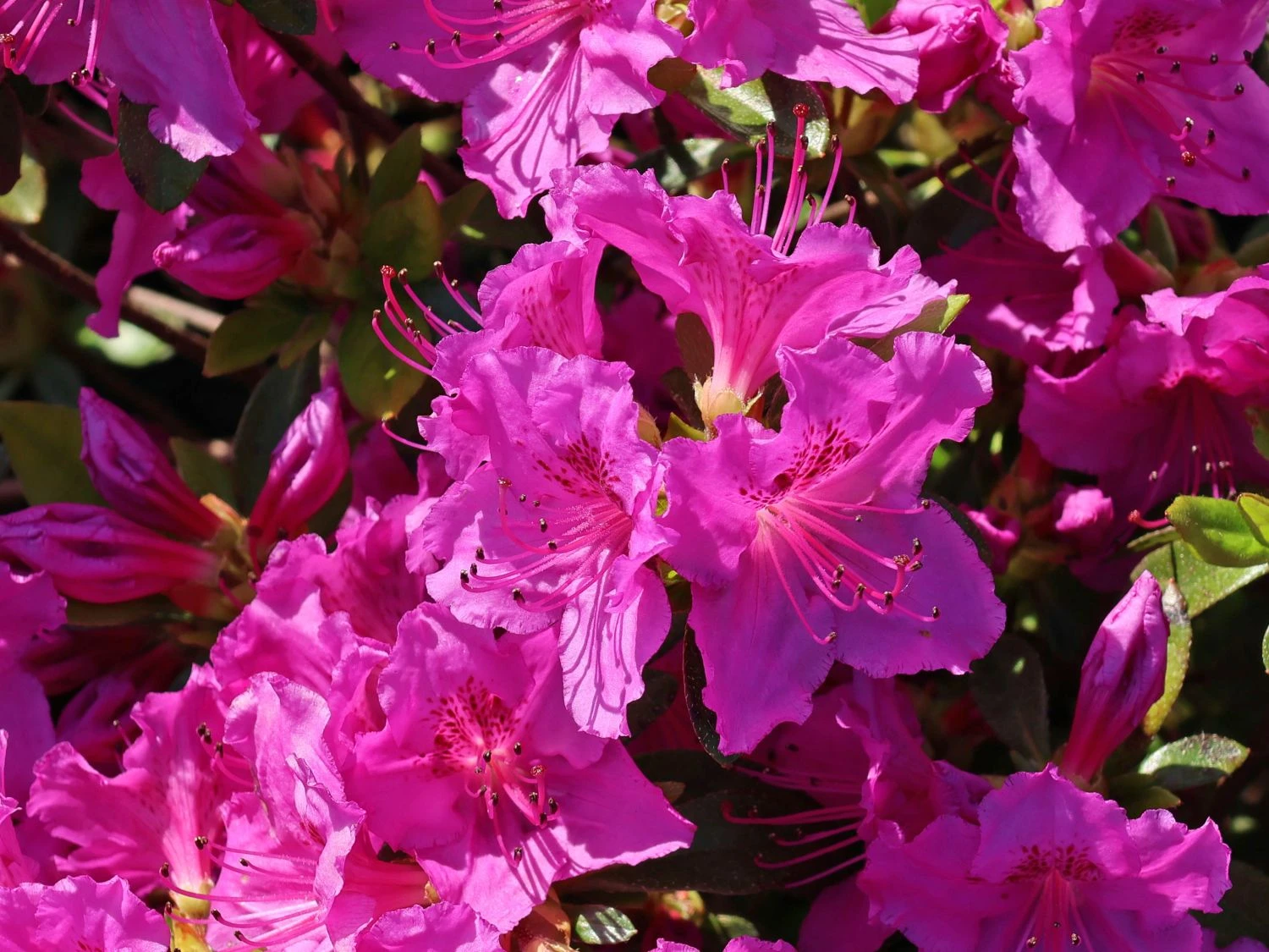Japanische Azalee 'Königstein' 2 Japanische Azalee 'Königstein' – Bild 2
