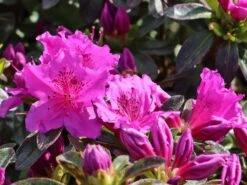 Japanische Azalee 'Königstein' 21 Japanische Azalee 'Königstein' -Edelrosen Geschaft japanische azalee koenigstein m006898 w 8