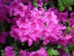 Japanische Azalee 'Königstein' 16 Japanische Azalee 'Königstein' -Edelrosen Geschaft japanische azalee koenigstein m006898 w 9