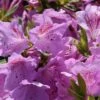 Japanische Azalee 'Ledikanense'