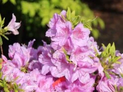 Japanische Azalee 'Ledikanense' -Edelrosen Geschaft japanische azalee ledikanense m004128 w 1