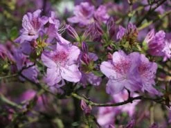 Japanische Azalee 'Ledikanense' -Edelrosen Geschaft japanische azalee ledikanense m004128 w 3