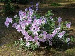 Japanische Azalee 'Ledikanense' -Edelrosen Geschaft japanische azalee ledikanense m004128 w 5