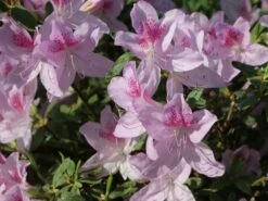 Japanische Azalee 'Ledikanense' -Edelrosen Geschaft japanische azalee ledikanense m004128 w 6