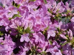 Japanische Azalee 'Ledikanense' -Edelrosen Geschaft japanische azalee ledikanense m004128 w 8