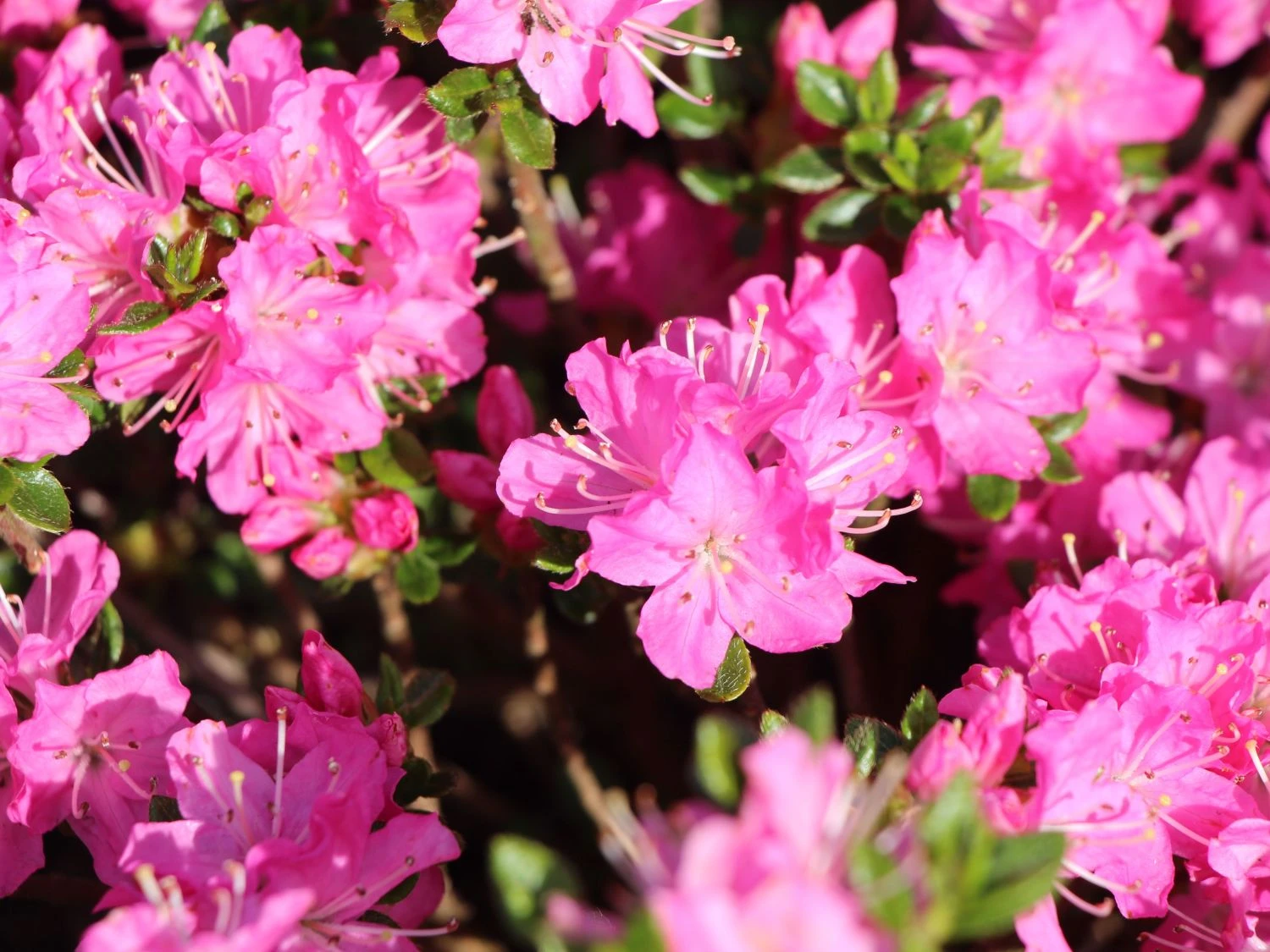 Japanische Azalee 'Maiogi' 1 Japanische Azalee 'Maiogi'