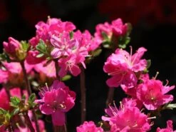 Japanische Azalee 'Maiogi' 7 Japanische Azalee 'Maiogi' -Edelrosen Geschaft japanische azalee maiogi m004136 w 2