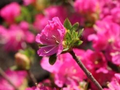 Japanische Azalee 'Maiogi' 6 Japanische Azalee 'Maiogi' -Edelrosen Geschaft japanische azalee maiogi m004136 w 3