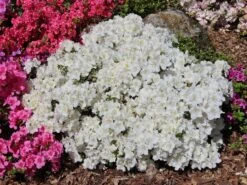 Japanische Azalee 'Maischnee' ®