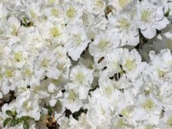 Japanische Azalee 'Maischnee' ® -Edelrosen Geschaft japanische azalee maischnee m049945 w 0