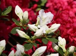 Japanische Azalee 'Maischnee' ® -Edelrosen Geschaft japanische azalee maischnee m049945 w 1