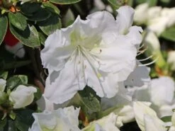 Japanische Azalee 'Maischnee' ® -Edelrosen Geschaft japanische azalee maischnee m049945 w 2