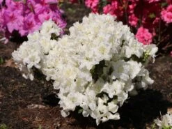 Japanische Azalee 'Maischnee' ® -Edelrosen Geschaft japanische azalee maischnee m049945 w 3