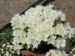 Japanische Azalee 'Maischnee' ® -Edelrosen Geschaft japanische azalee maischnee m049945 w 7