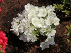 Japanische Azalee 'Maischnee' ® -Edelrosen Geschaft japanische azalee maischnee m049945 w 8