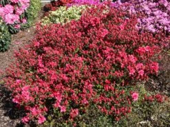 Japanische Azalee 'Maraschino' ® -Edelrosen Geschaft japanische azalee maraschino m080523 w 1