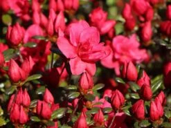 Japanische Azalee 'Maraschino' ® -Edelrosen Geschaft japanische azalee maraschino m080523 w 2