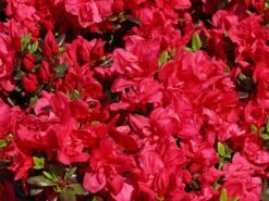 Japanische Azalee 'Maraschino' ® -Edelrosen Geschaft japanische azalee maraschino m080523 w 6