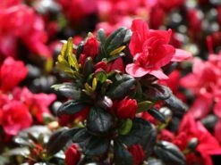 Japanische Azalee 'Maruschka' (S) 13 Japanische Azalee 'Maruschka' (S) -Edelrosen Geschaft japanische azalee maruschka s m006900 w 0