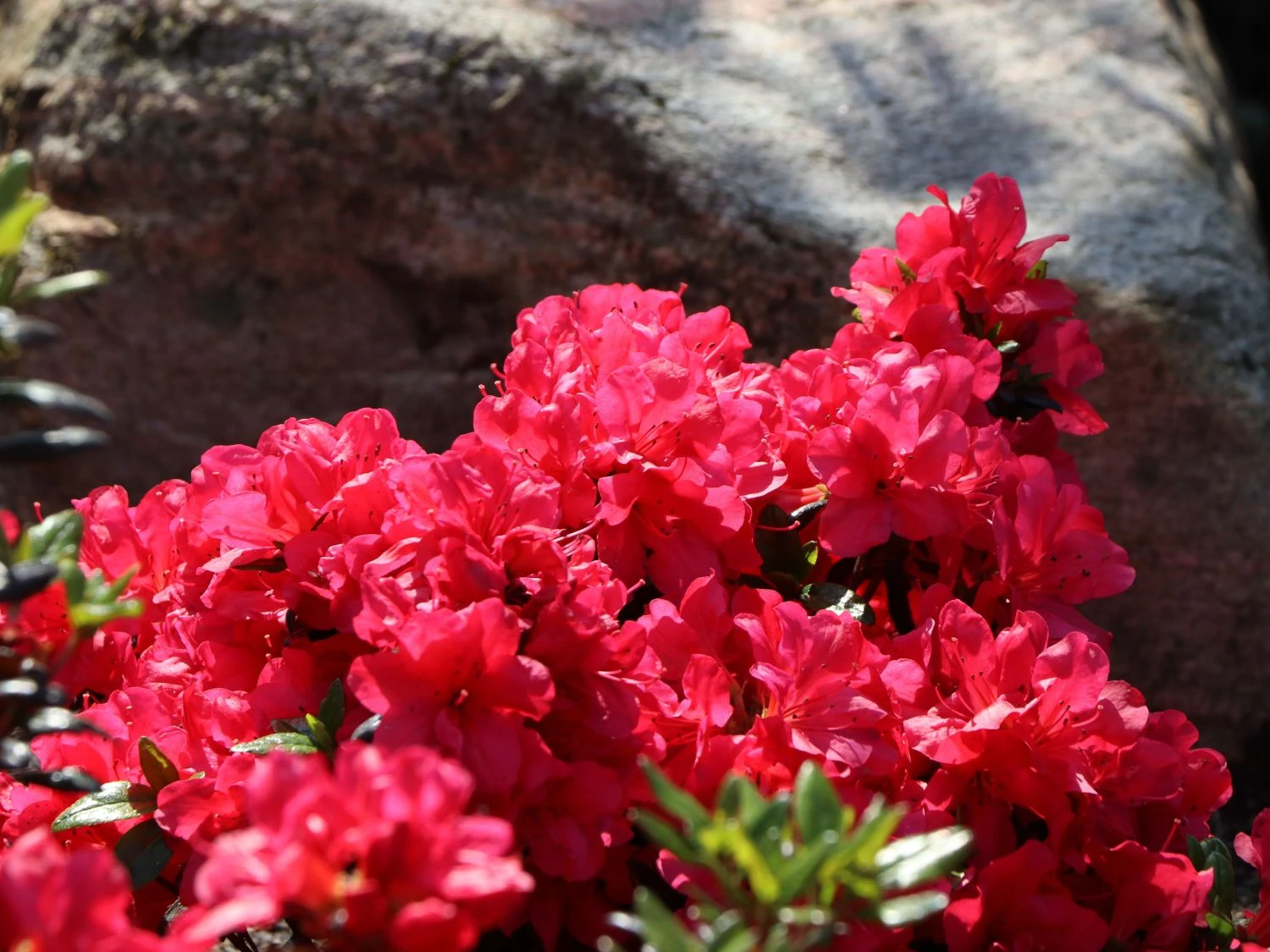 Japanische Azalee 'Maruschka' (S) 5 Japanische Azalee 'Maruschka' (S) – Bild 5