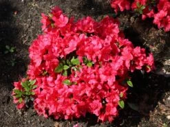 Japanische Azalee 'Maruschka' (S) 14 Japanische Azalee 'Maruschka' (S) -Edelrosen Geschaft japanische azalee maruschka s m006900 w 3