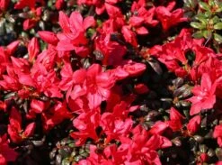 Japanische Azalee 'Maruschka' (S) 10 Japanische Azalee 'Maruschka' (S) -Edelrosen Geschaft japanische azalee maruschka s m006900 w 4