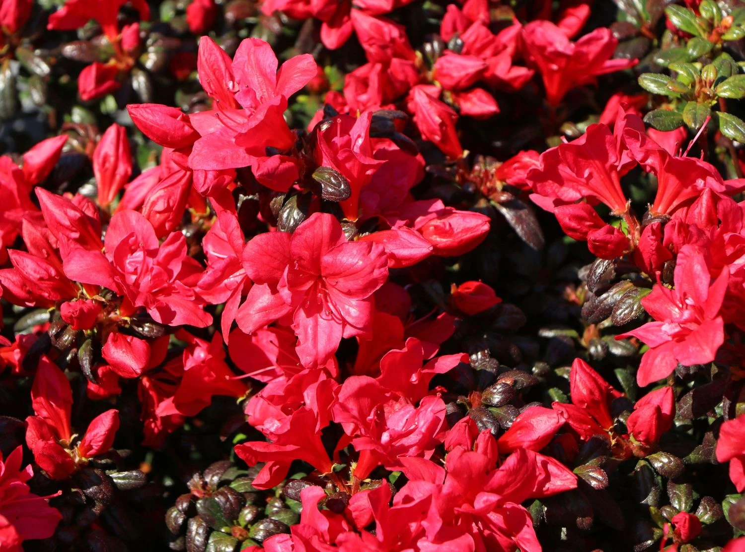 Japanische Azalee 'Maruschka' (S) 3 Japanische Azalee 'Maruschka' (S) – Bild 3