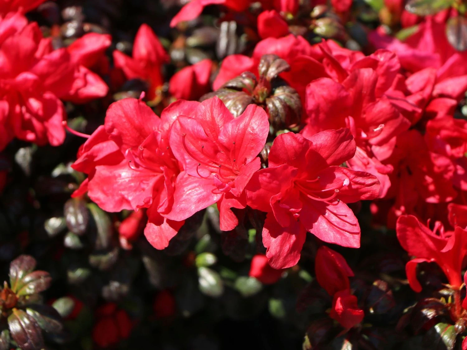 Japanische Azalee 'Maruschka' (S) 4 Japanische Azalee 'Maruschka' (S) – Bild 4