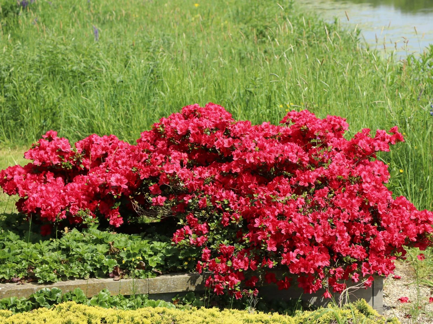 Japanische Azalee 'Maruschka' (S) 2 Japanische Azalee 'Maruschka' (S) – Bild 2