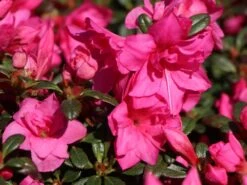 Japanische Azalee 'Melina' 13 Japanische Azalee 'Melina' -Edelrosen Geschaft japanische azalee melina m004142 w 1