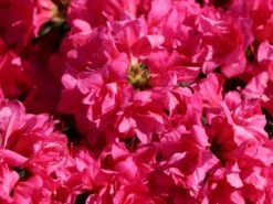 Japanische Azalee 'Melina' 12 Japanische Azalee 'Melina' -Edelrosen Geschaft japanische azalee melina m004142 w 2