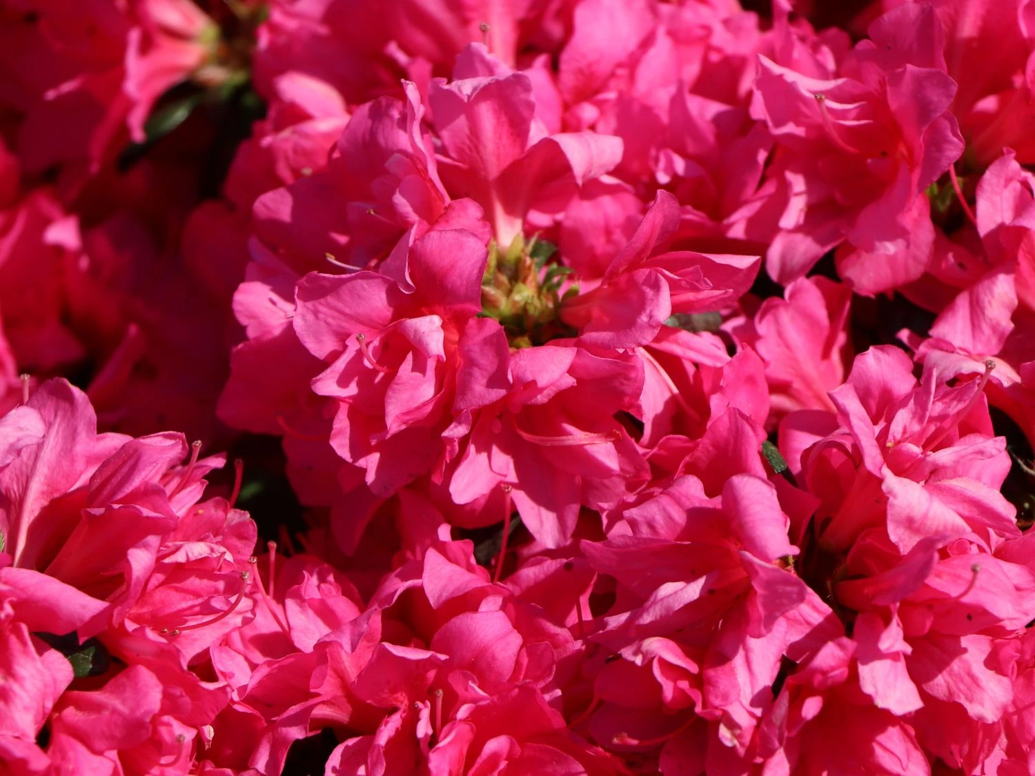 Japanische Azalee 'Melina' 6 Japanische Azalee 'Melina' – Bild 6