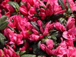 Japanische Azalee 'Melina' 10 Japanische Azalee 'Melina' -Edelrosen Geschaft japanische azalee melina m004142 w 3