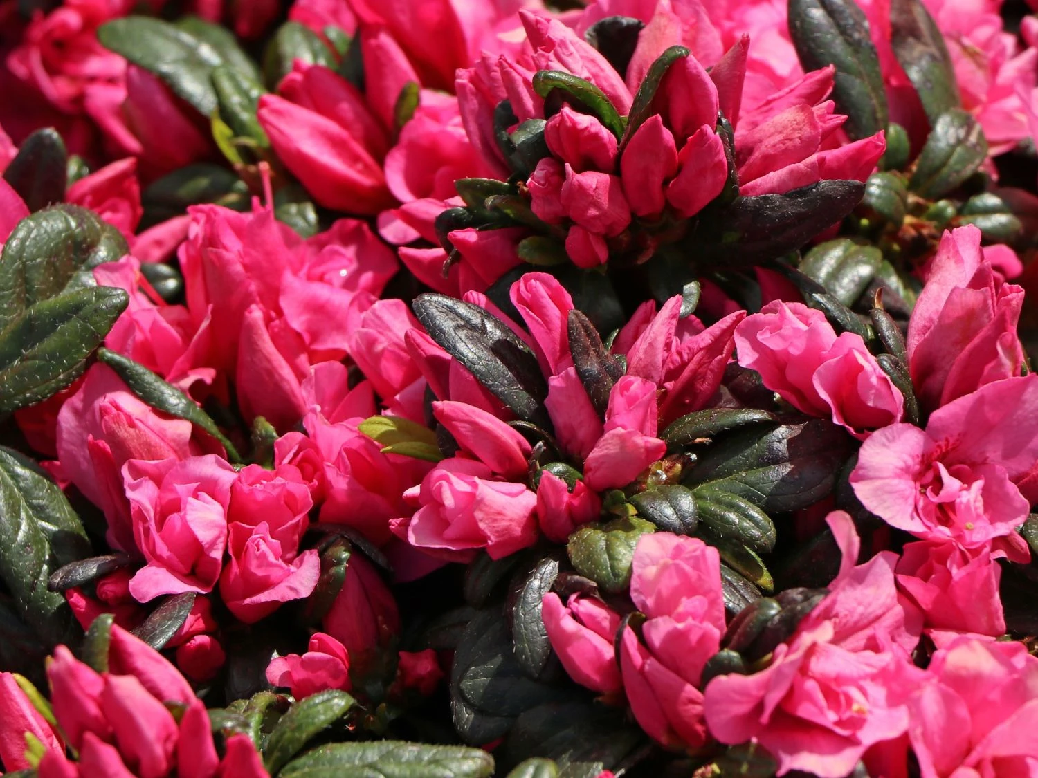 Japanische Azalee 'Melina' 4 Japanische Azalee 'Melina' – Bild 4